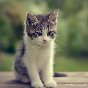 دانلود آهنگ بشه منه فداش بشم منه قربونش بشم منه دانلود آهنگ بشه منه فداش بشم منه قربونش بشم منه